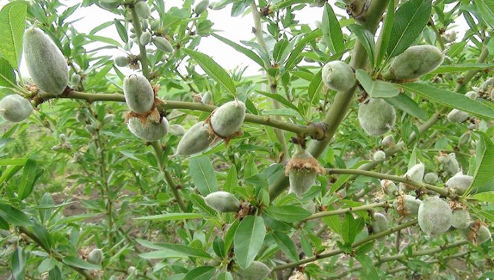 Bu il Cəlilabadın badam bağlarından ilk məhsul yığılacaq