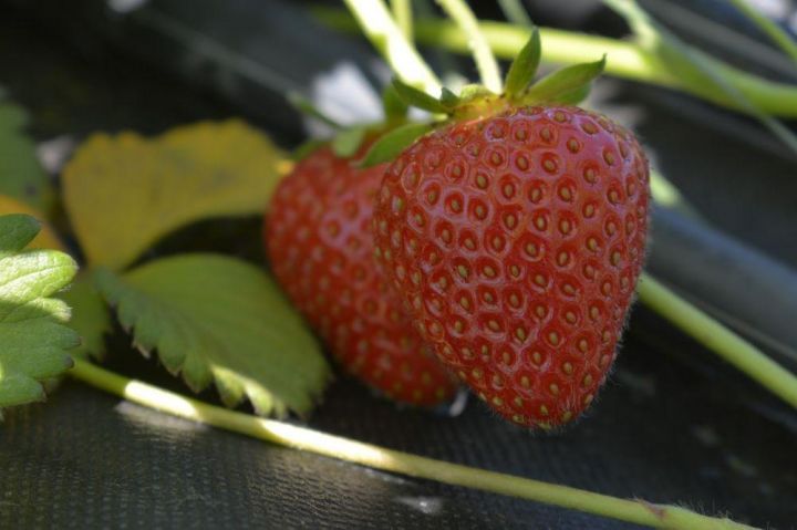 Qubada İngiltərə sortu çiyələyindən yüksək məhsuldarlıq əldə olunub