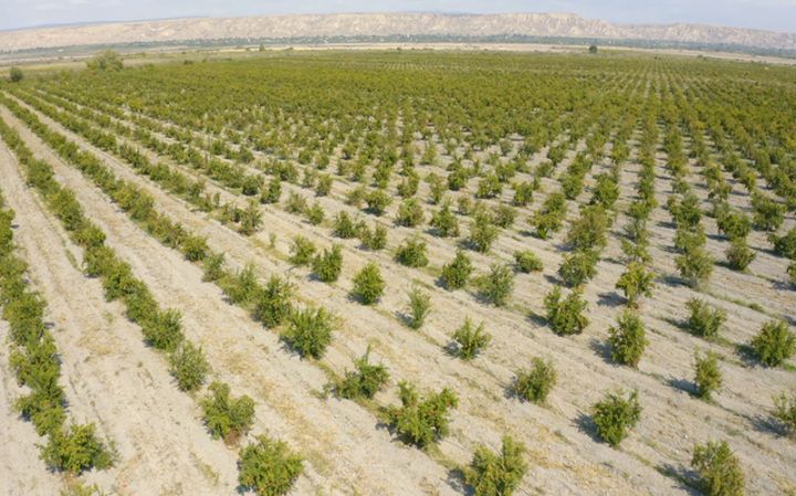 Ağdaşda yeni istehsal kooperativi yaradılıb