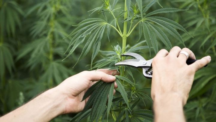 Türklər Azərbaycanda çətənə emalı layihəsini həyata keçirmək istəyir