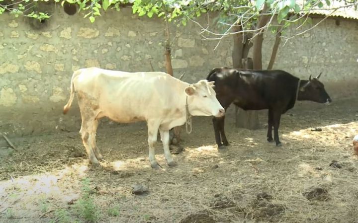 Azərbaycanda mal-qara arasında ölümcül xəstəlik yayılıb