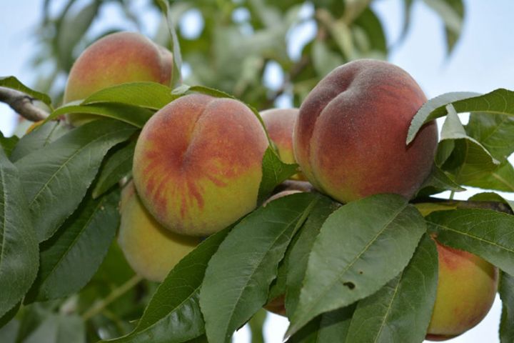 "Rusiyaya az məhsul göndərildiyi üçün bu il qiymətlər aşağıdır"