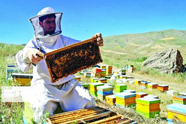 Bu bal yerdə qalmır, bazara çıxarılan kimi alınır