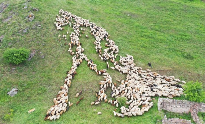 Kəlbəcər yaylaqlarına qoyunçuluq və arıçılıq təsərrüfatları köçürüldü