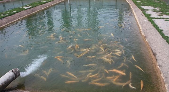 Azərbaycanda 558 süni balıq gölündən 155-nin fəaliyyəti dayandırılıb