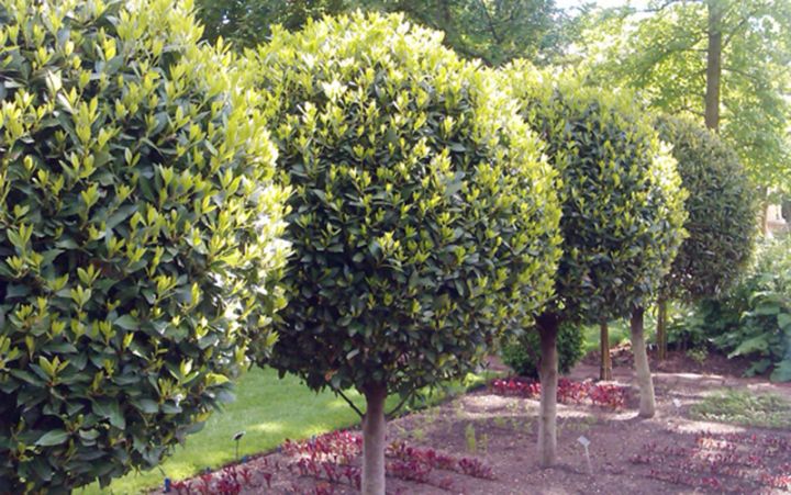 Dəfnəçilik: onu yenidən dirçəltmək mümkündürmü?