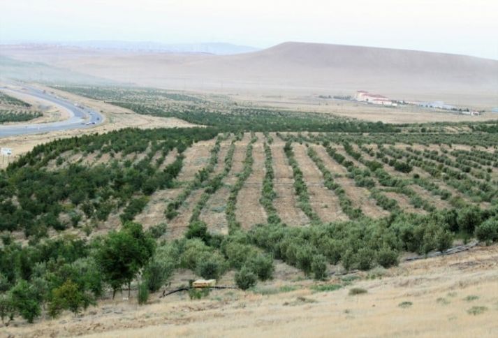 "Azəryaşlandşaft"ın tenderində “Bakı Abadlıq Xidməti” qalib gəlib - YENİLƏNİB