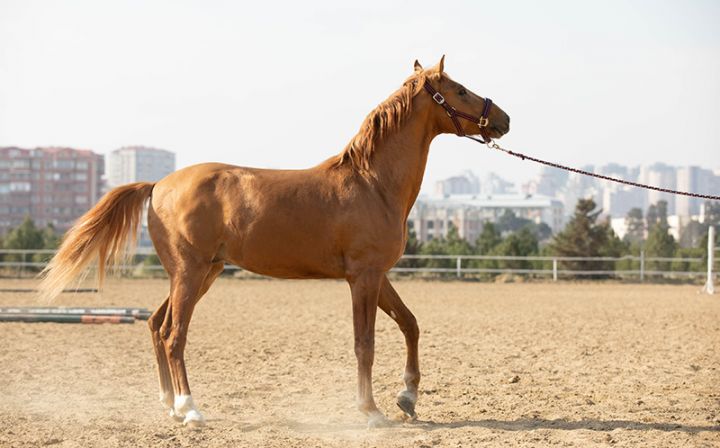 İlk dəfə Qarabağ atları hərrac yolu ilə satışa çıxarılır