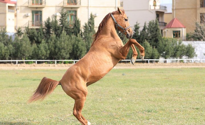 Azərbaycanda avtomobil qiymətinə at satışa çıxacaq - 30 MİN MANAT