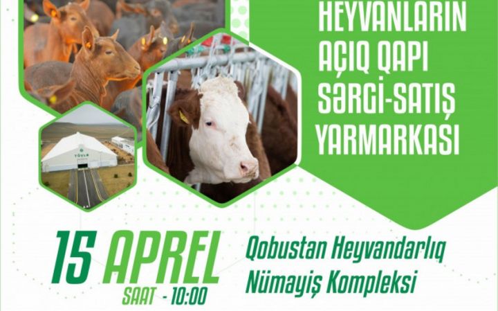 Sabah cinsli inəklər və keçilər dövlət güzəştilə satılacaq