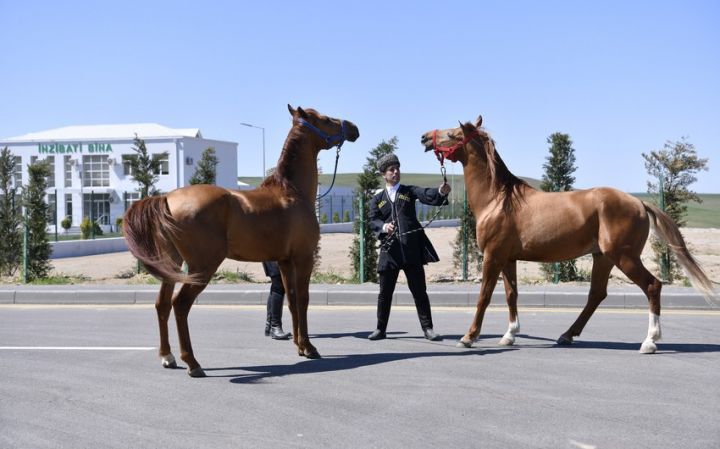 Ağdamda Qarabağ Atçılıq Zavodu tikiləcək
