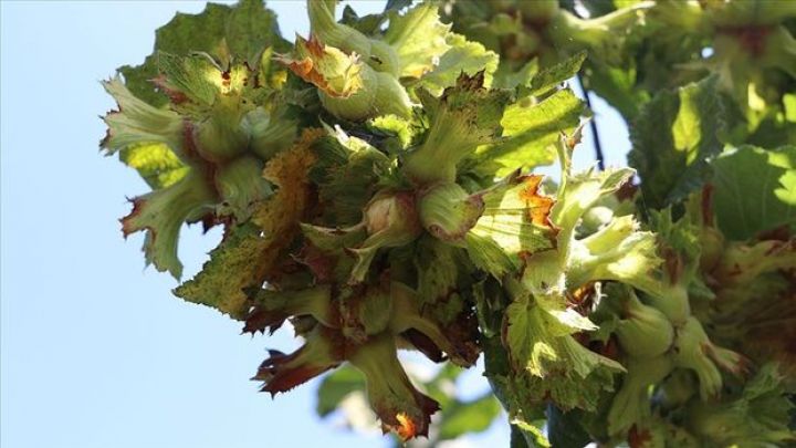 Türkiyədə fındığın orta alış qiyməti müəyyənləşib