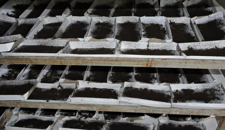 Azərbaycan Özbəkistanla müştərək klaster yaradır, 6 rayonda torpaq sahələri bu klasterə veriləcək