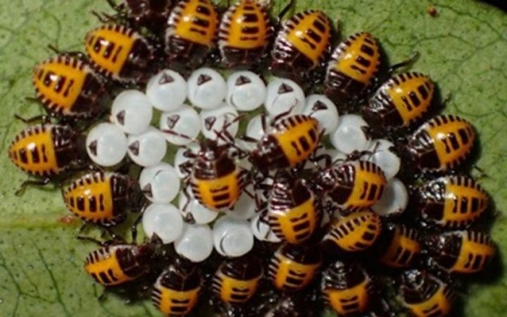 Məhsuldarlığı aşağı salan zərərvericinin Azərbaycanda yayılma riski artıb