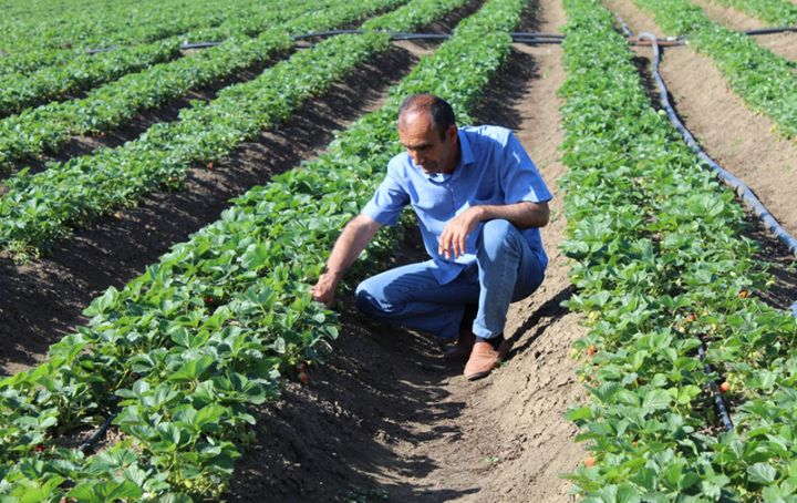 "Gəlirli sahədir. Hektara 40-50 ton yaxşı məhsul verir”