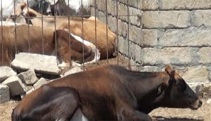 Mal-qaranı otarmaq üçün otlaq sahələri yoxdur