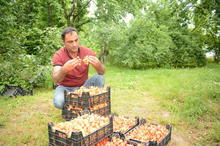 "Yığıma başlamışıq, bizdən 4 manata alıb Rusiyaya göndərirlər"