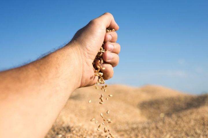 Azərbaycanda 4 aylıq taxıl ehtiyatı var