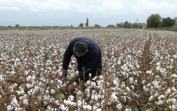 "Əllə yığılan pambıq daha baha qiymətə alınsın"
