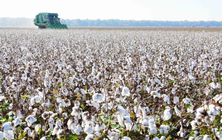 2022-ci il mövsümündə yığılmış pambığın həcmi açıqlandı