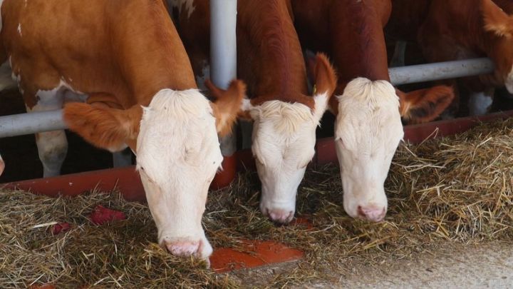 Azərbaycanda ilk dəfə iribuynuzlu heyvanlarda embrion transferi həyata keçiriləcək