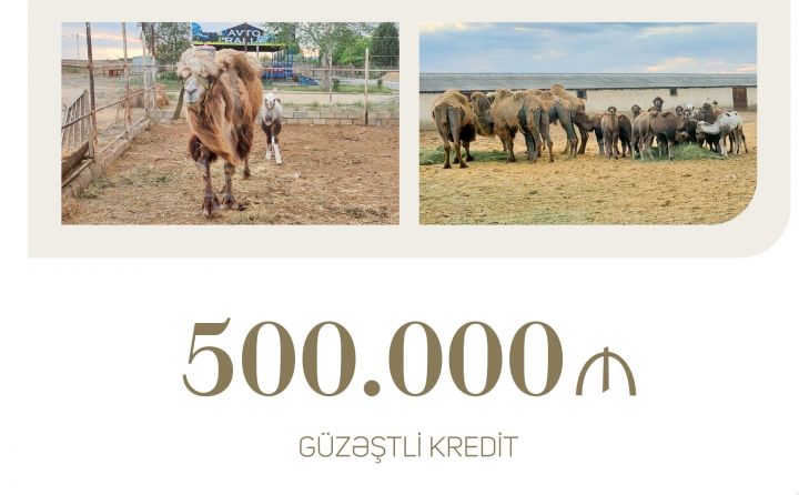 Bu şirkət dəvəçiliyin inkişafı üçün dövlətdən ucuz kredit aldı