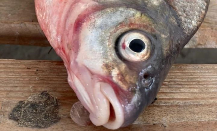 Azərbaycanda balıqçılıqla bağlı Tədbirlər Planı hazırlanır