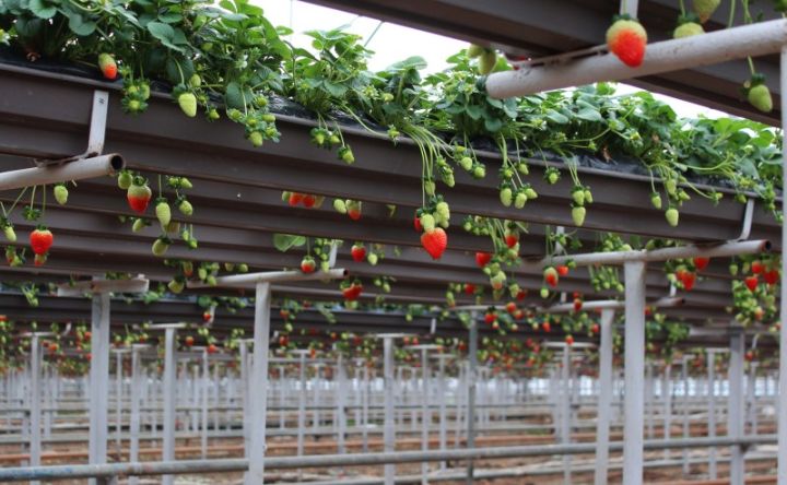 Azərbaycanda Şri-Lankadan gətirilmiş xüsusi qablarda çiyələk yetişdirilməsinə başlanılıb