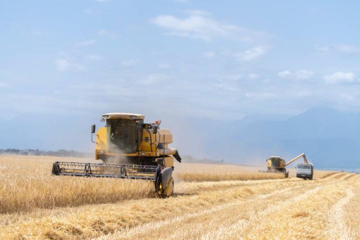 Respublika üzrə taxıl sahələrinin 13 faizində biçin başa çatıb