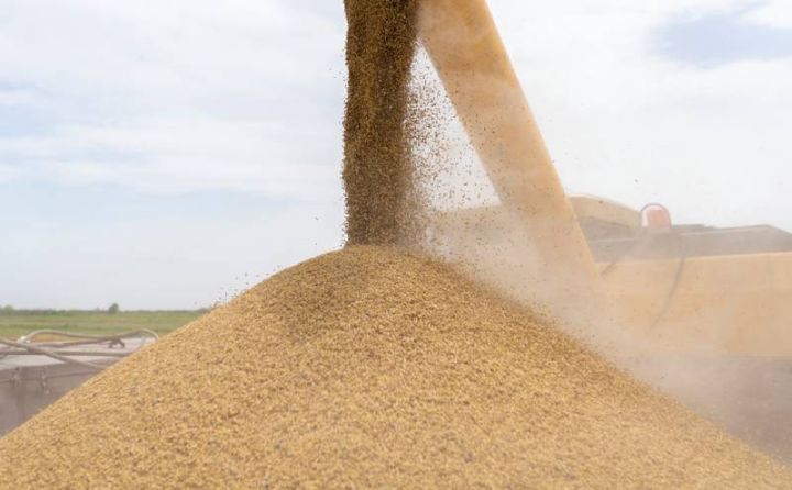 "Salyan Taxıl"ın zərəri artıb