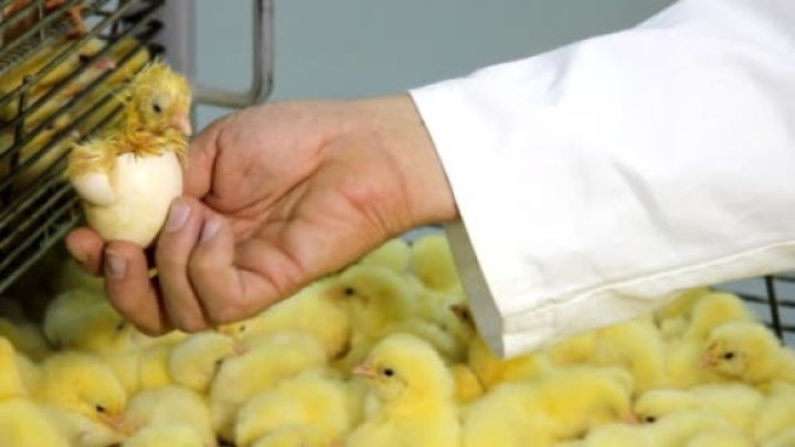 Broyler şirkətinin xalis mənfəəti azalıb