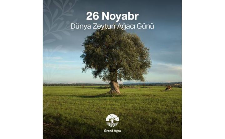 Zeytun Ağacı Günü: Tarixi və elmi əhəmiyyəti - Azərbaycanın zeytunçuluq lideri- Grand Agro !