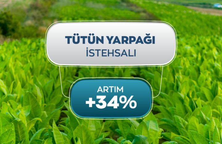 Azərbaycanda yaş tütün istehsalında 34% artım qeydə alınıb