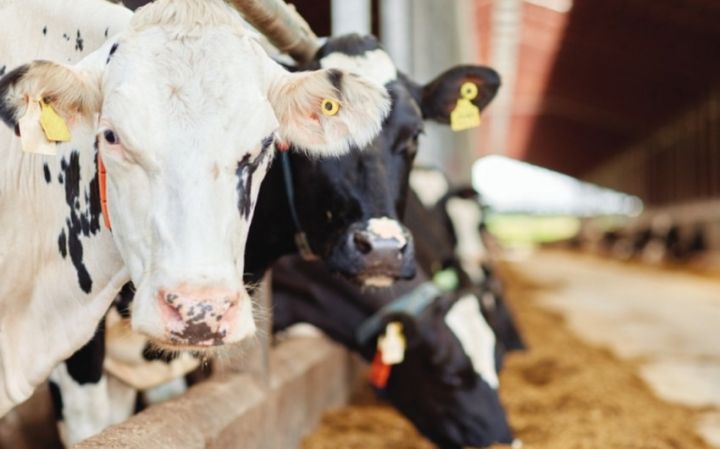 Azərbaycana ət və süd tələbatını ödəmək üçün lazım olan damazlıq heyvan sayı açıqlanıb