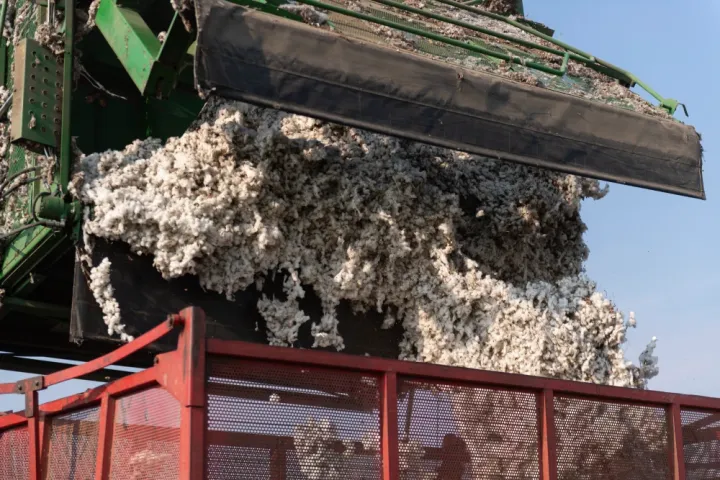 Nazirlik: Pambıq yığımında rekord göstəricilər əldə olunur