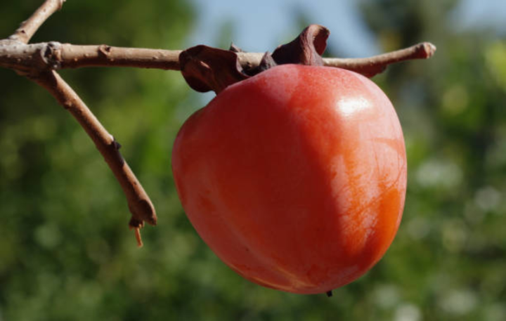 11 ayda Azərbaycana 108 milyon dollara yaxın gəlir gətirən məhsul