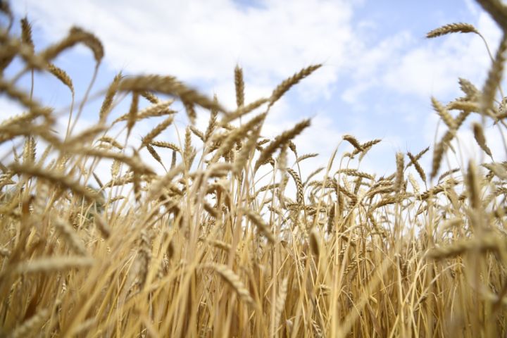 Taxıl sahələrinin 74,4 faizində biçin başa çatıb, 2,3 milyon ton məhsul yığılıb