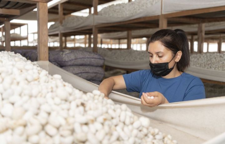 Bu il də ən çox barama tədarükü Zərdabda aparılıb