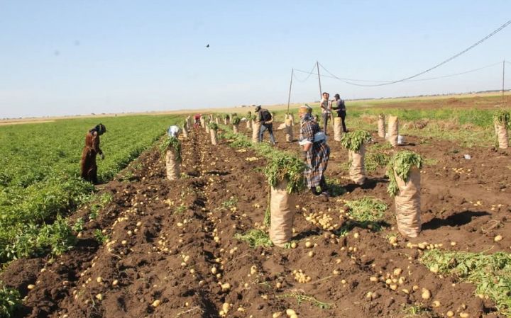 Bu rayonda yığılan kartofun yarıdan çoxu xaricə ixrac olunub
