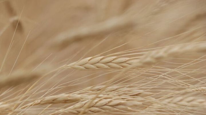 May ayında qlobal ərzaq qiymətləri azalıb