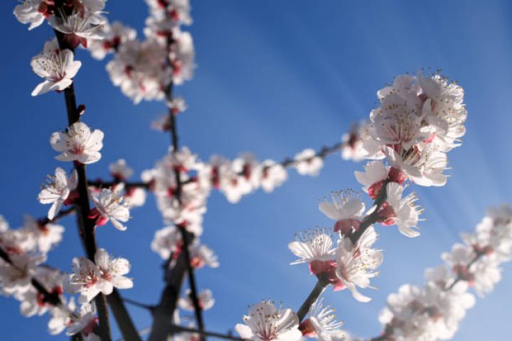 Hava daha da qızacaq