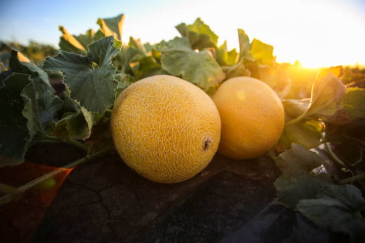Yemiş sahələrinin sərfəli şərtlərlə sığortası başlandı – ŞƏRTLƏR, MƏBLƏĞLƏR