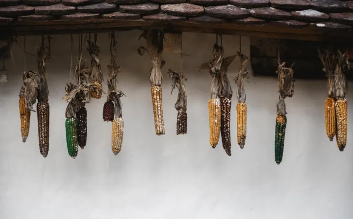 Qlobal Qida Qiymətləri İndeksi Avqust  ayında sabit qalıb