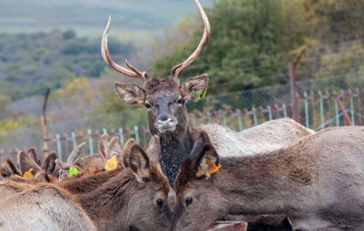 Turistlər yaxınlaşır, şəkil çəkdirir, o isə pul qazanır