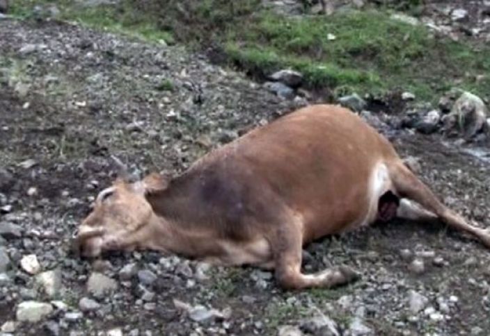 Naməlum yoluxucu xəstəlik yayılıb