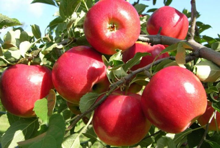 Xaricdə təlabat böyük, alış qiyməti yüksəkdir - 80%-i ixraca gedəcək