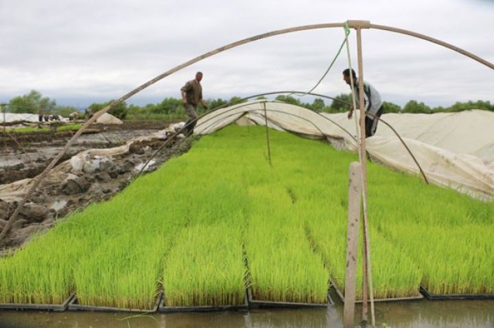 Maya dəyərindən 10-15 dəfə bahasına satılır - 5-7 manata