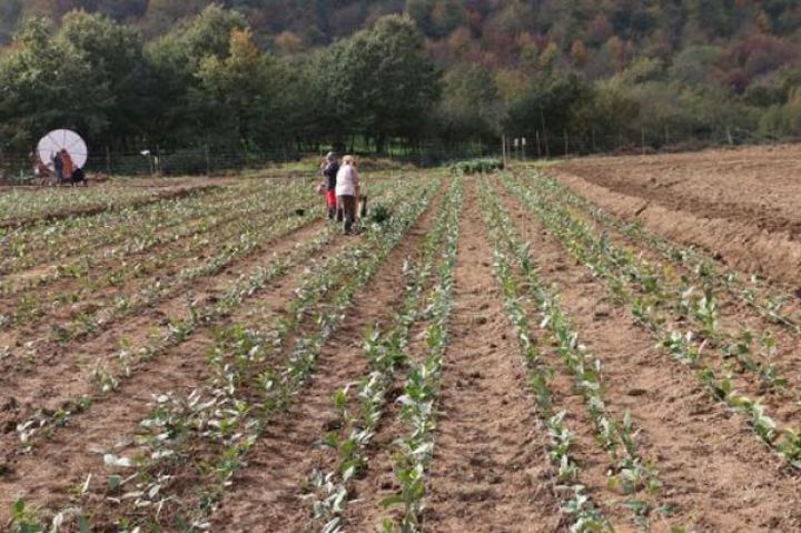 Azərbaycanda ilk dəfə yapon texnoloqiyası əsasında çay əkilir