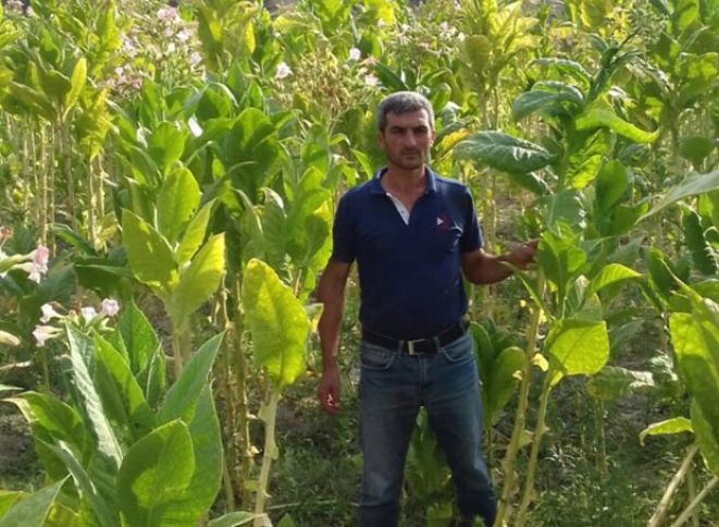 Həm qarğıdalı əkir, həm də tütün yetişdirir