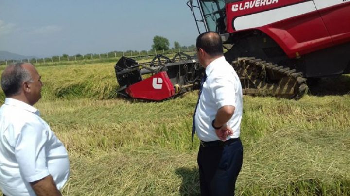 Yığımına başlandı, bazardakı qiyməti 4-4,5 manatdır